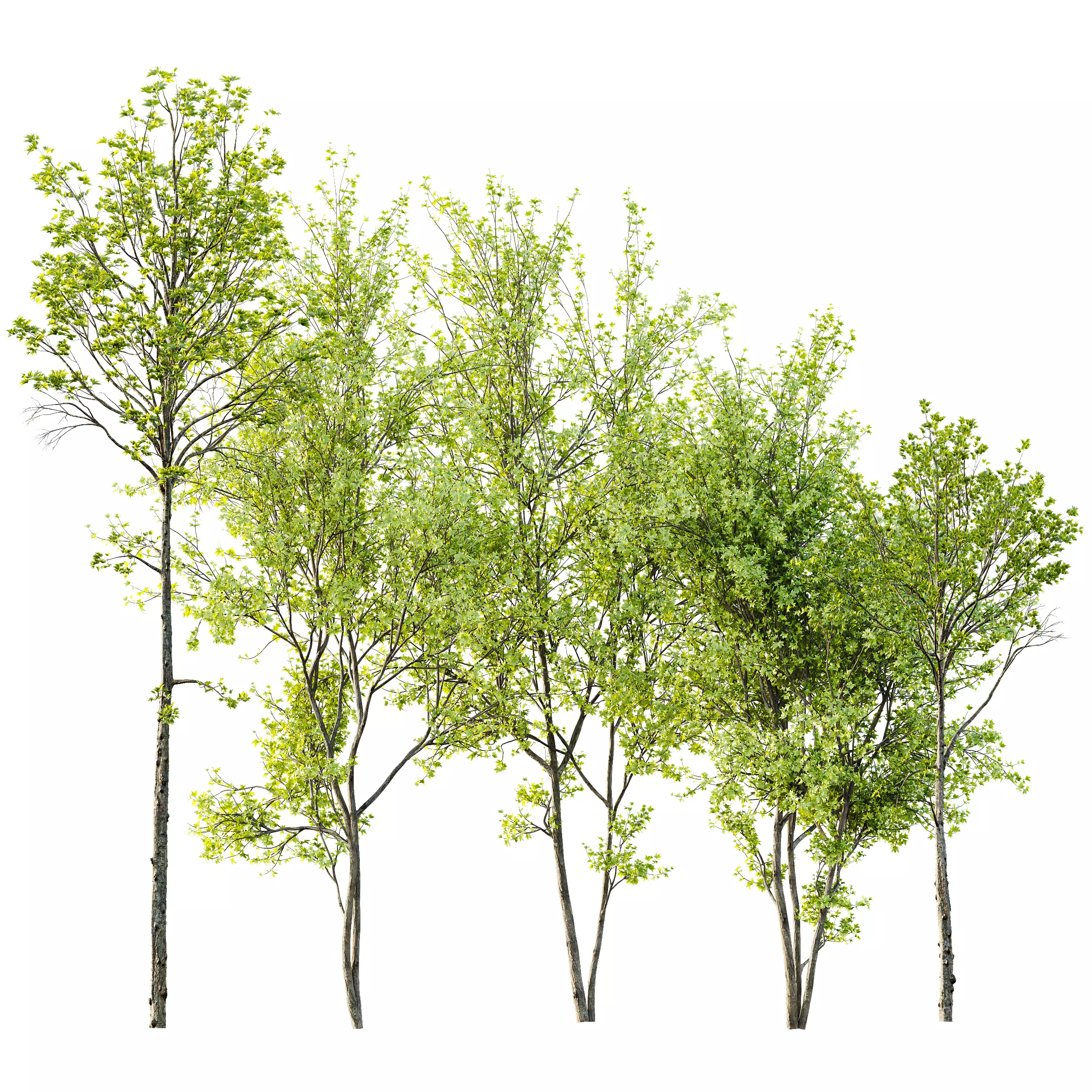 spring trees Acer Pseudoplatanus and Acer Saccharinum 3D model | CGTrader