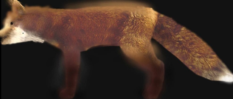 fox lowpoly 3d model 3D model_7