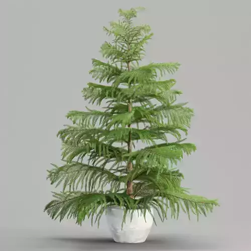 Norfolk pine vol 33-Blender