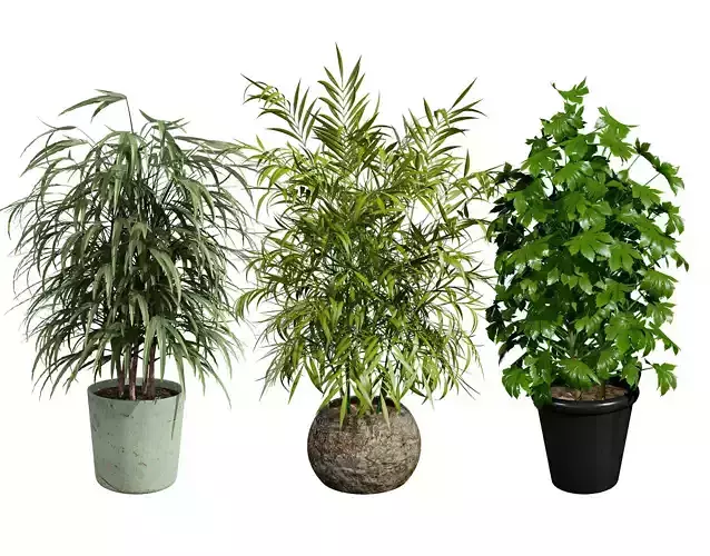 Indoor Potted Palm Collection Low-poly 3D model