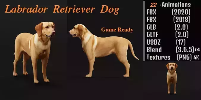 Labrador Retriever Dog  Low-poly 3D model
