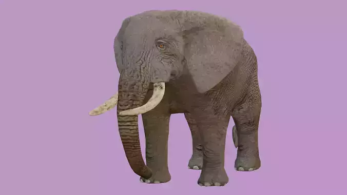 elephant lowpoly 3d model