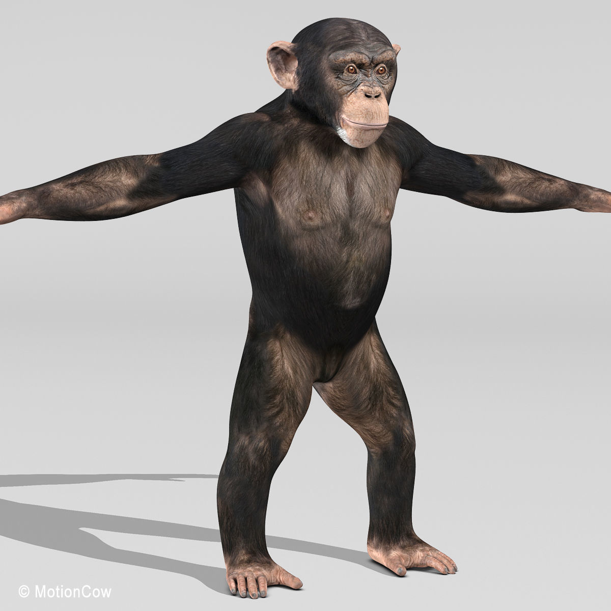 Chimpanzee 3D model_12