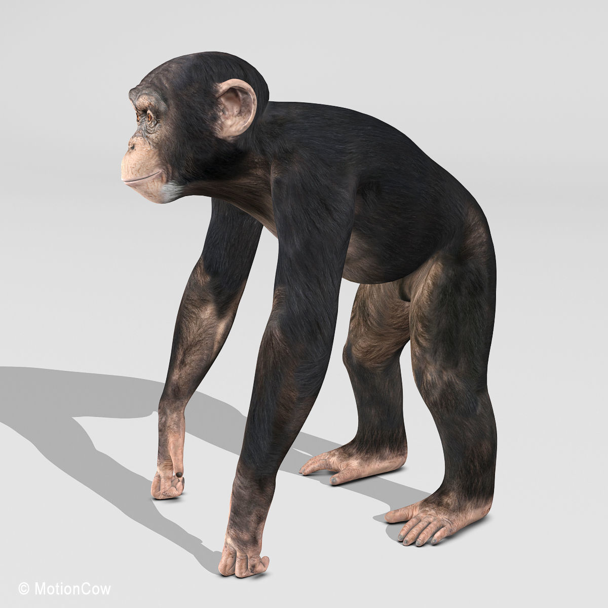 Chimpanzee 3D model_5