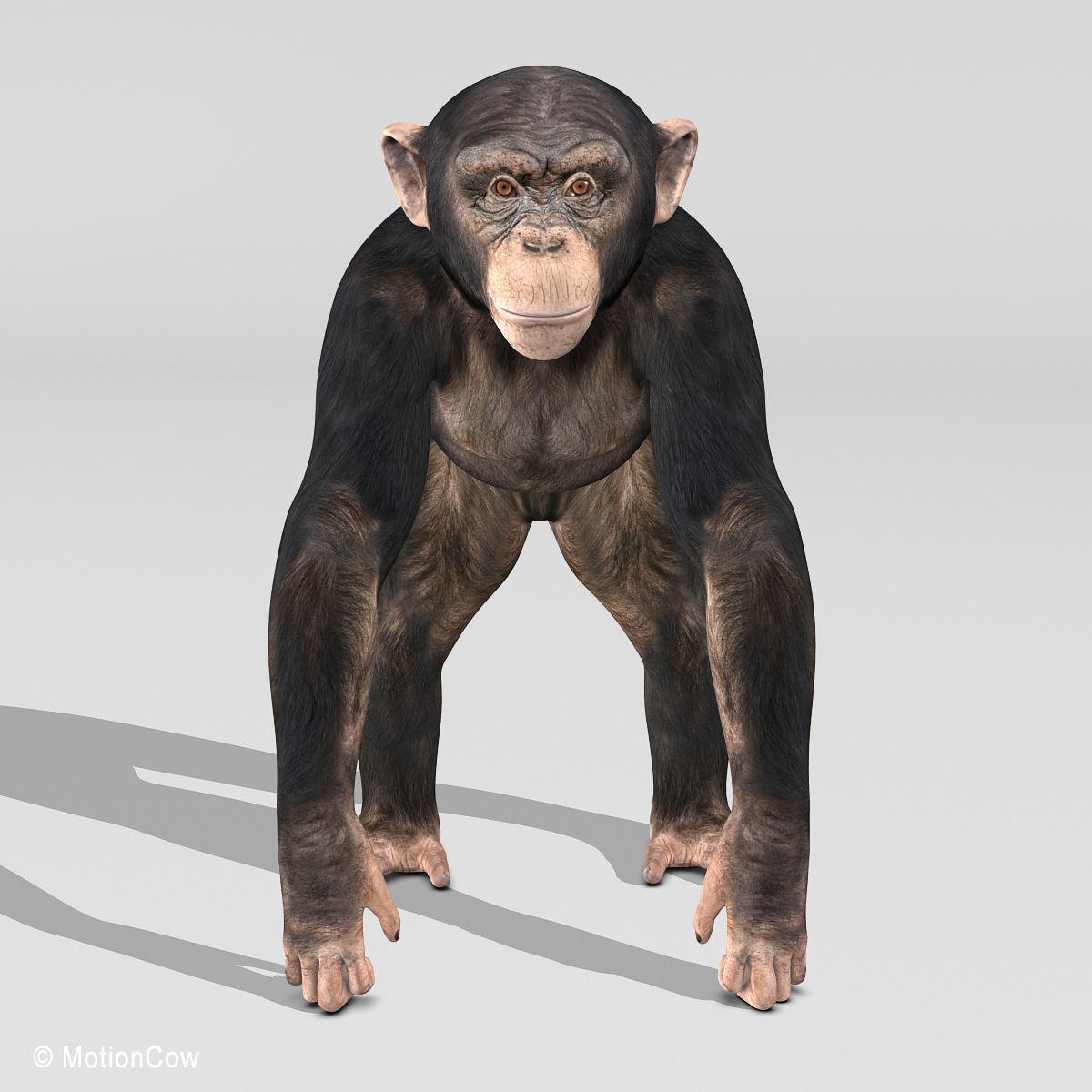Chimpanzee 3D model_7