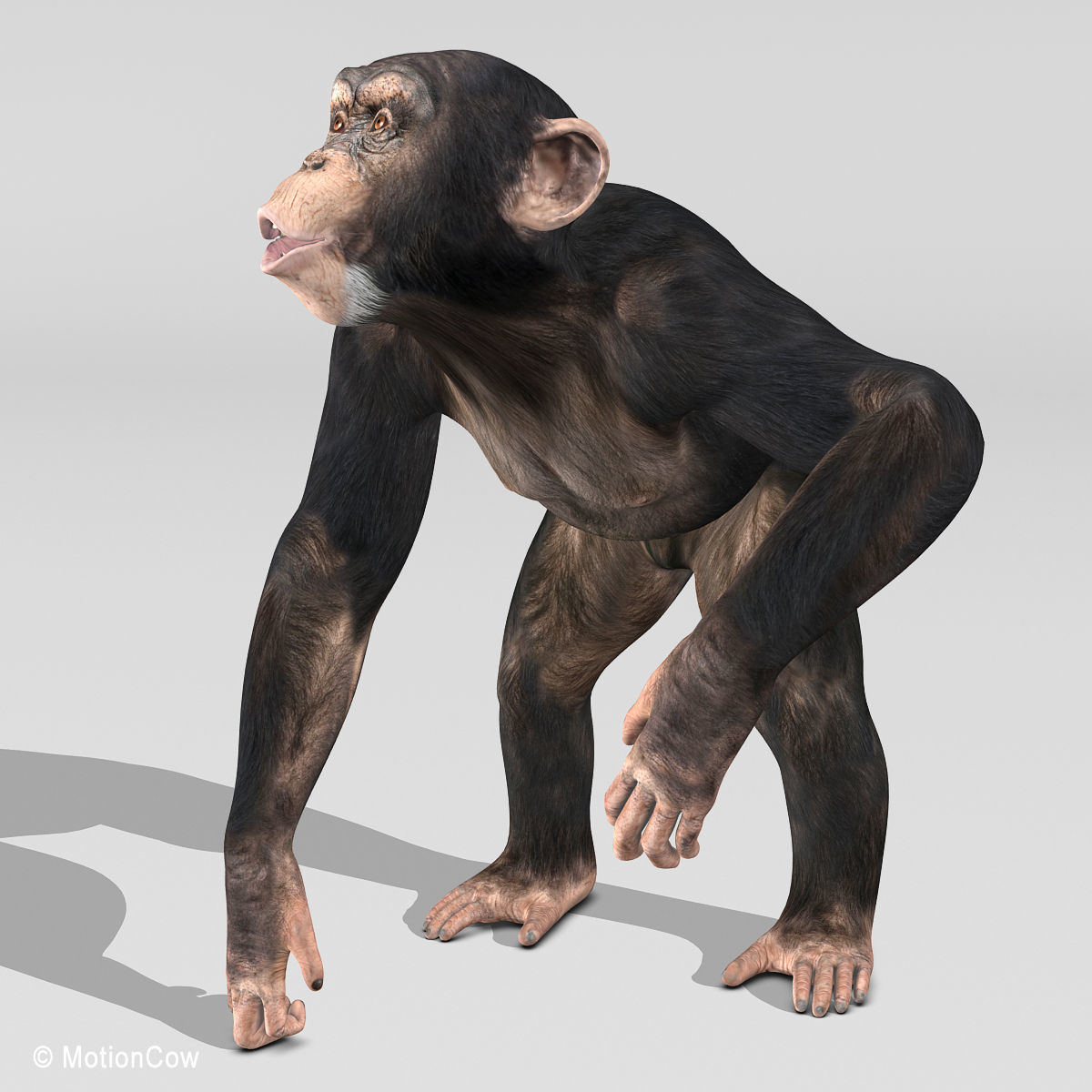 Chimpanzee 3D model_2