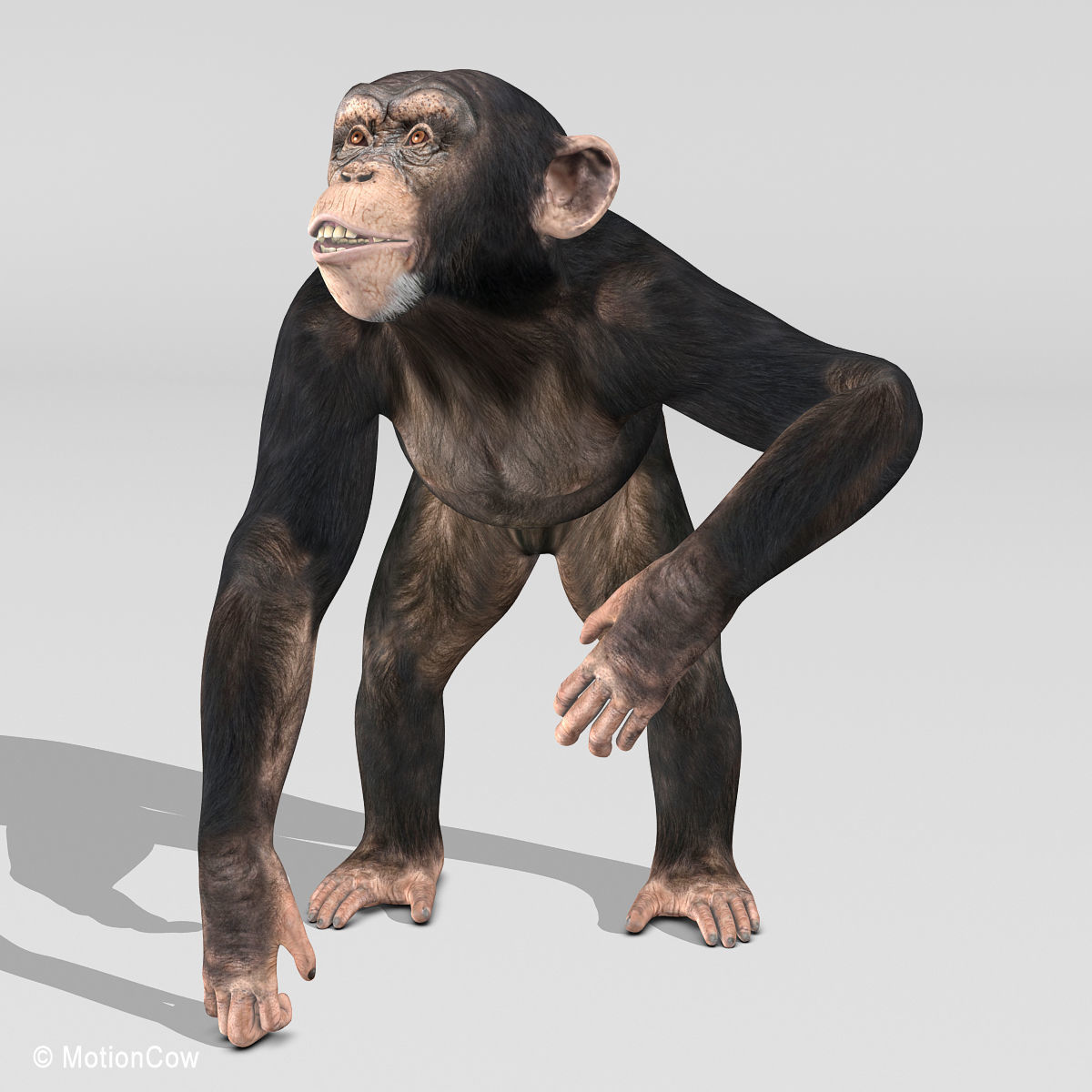 Chimpanzee 3D model_4