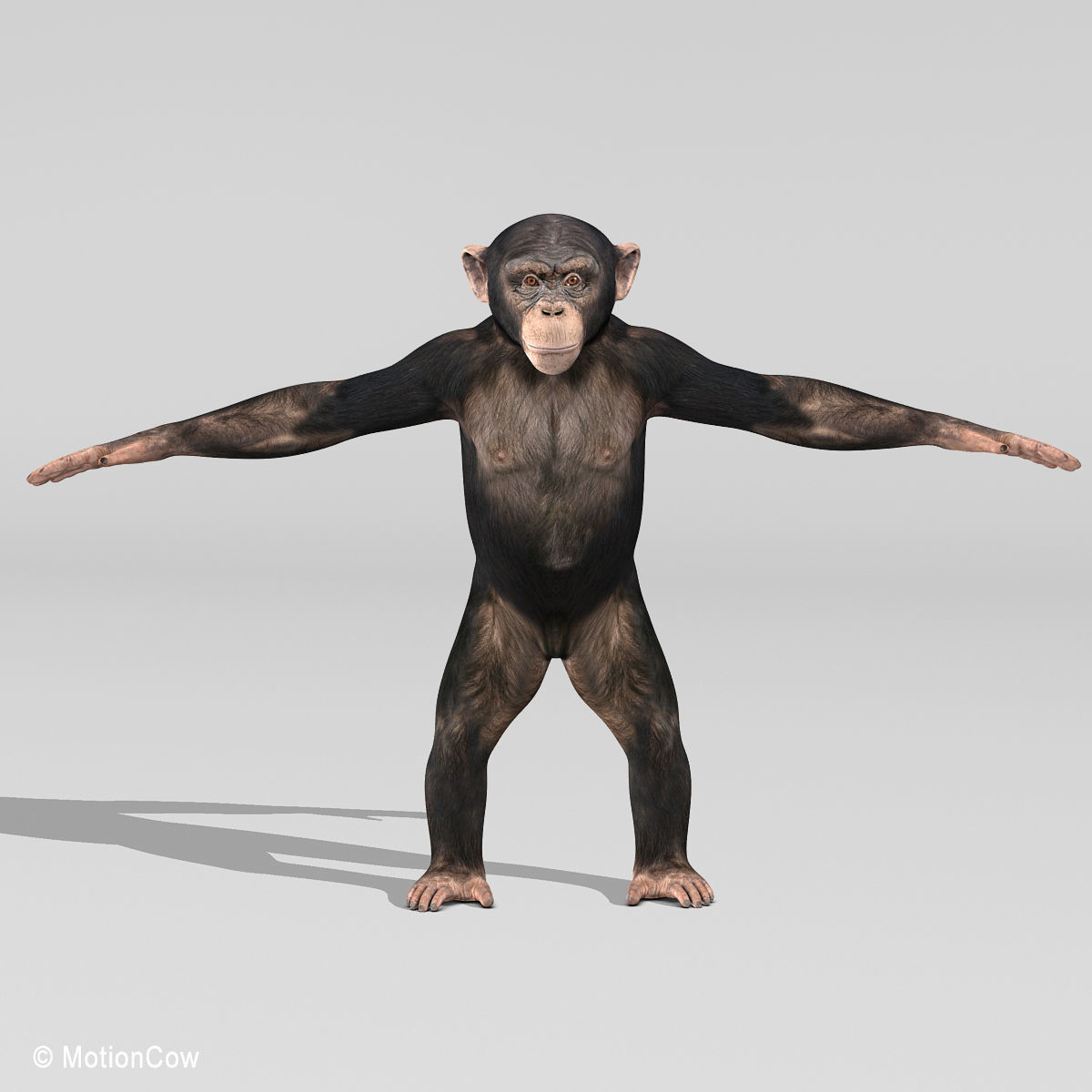 Chimpanzee 3D model_17