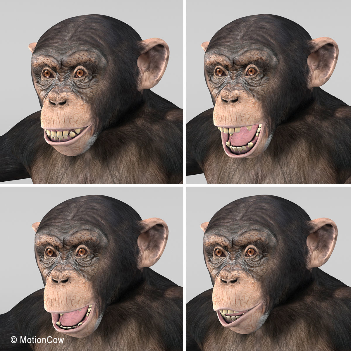 Chimpanzee 3D model_10