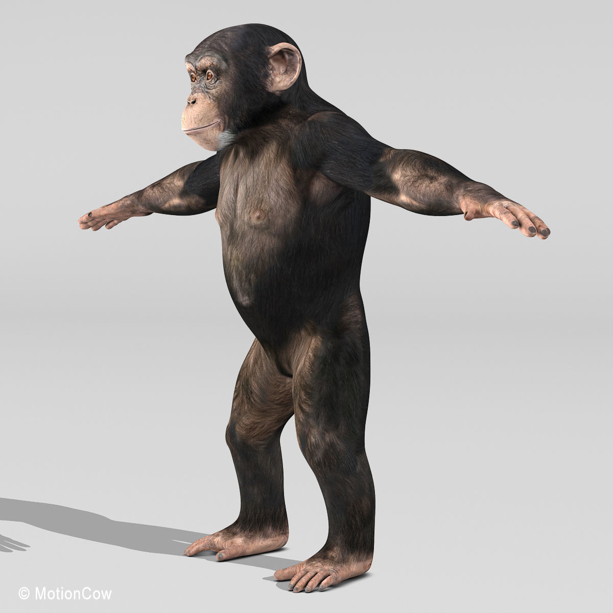 Chimpanzee 3D model_14