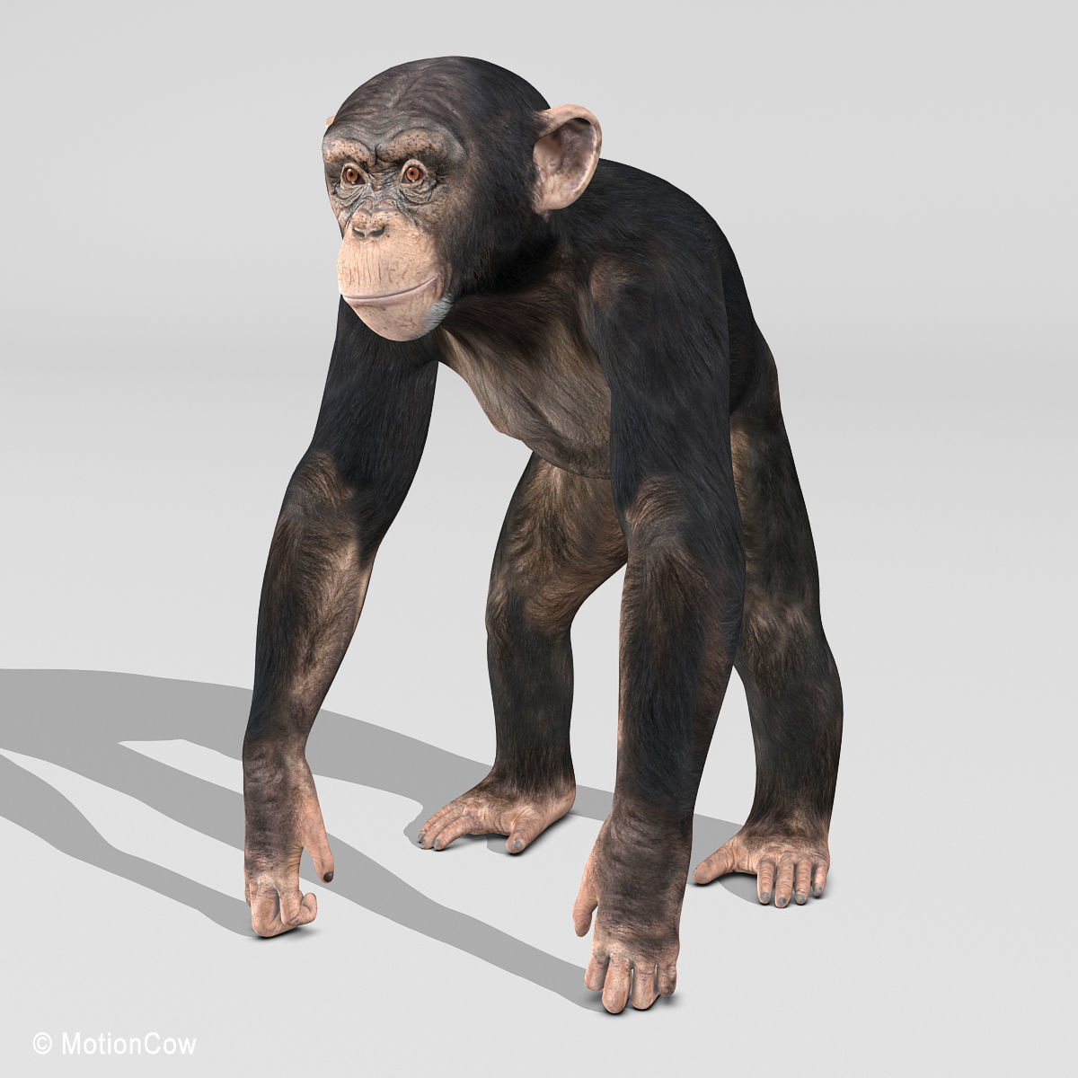 Chimpanzee 3D model_6