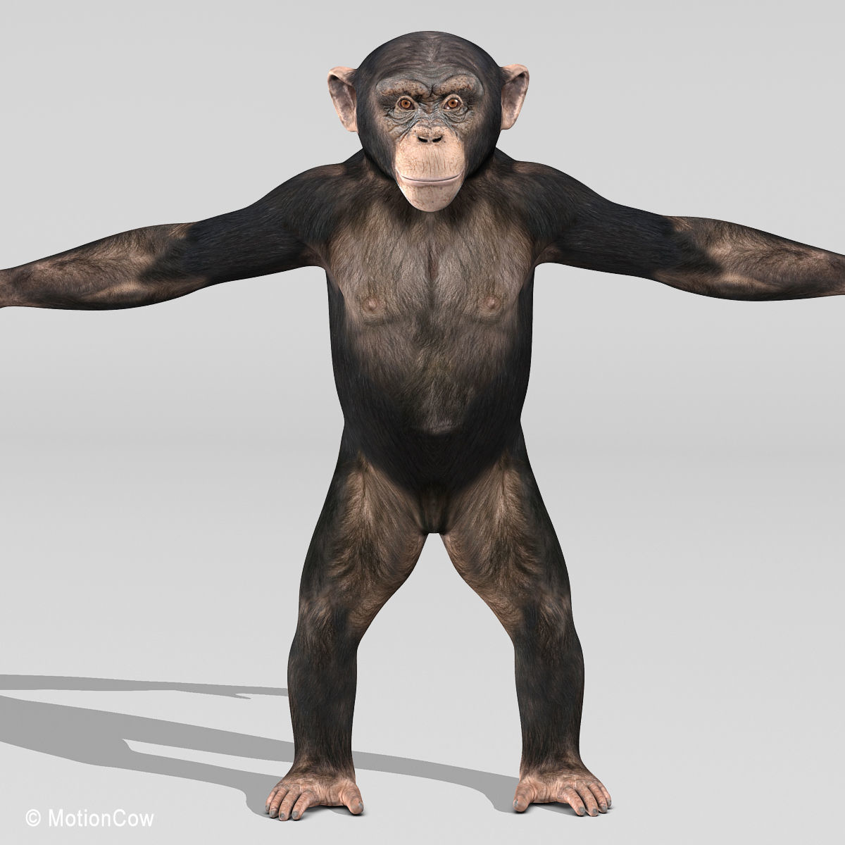 Chimpanzee 3D model_13