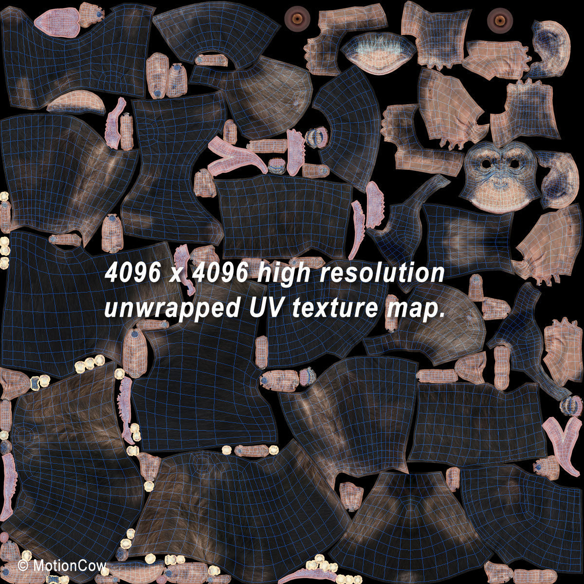 Chimpanzee 3D model_25