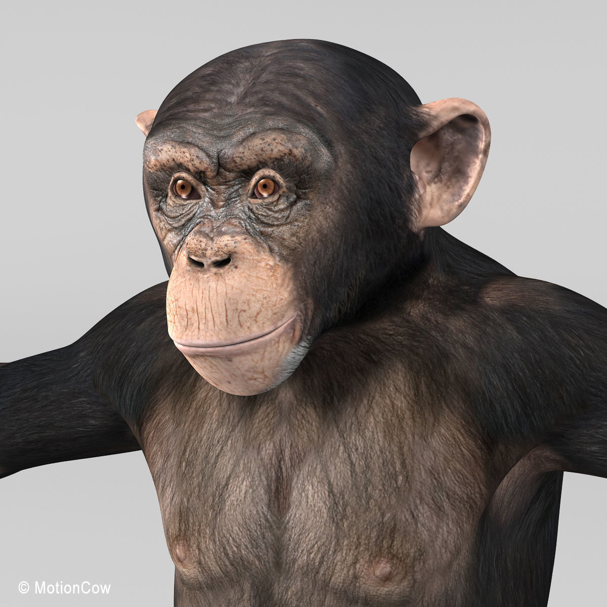 Chimpanzee 3D model_9