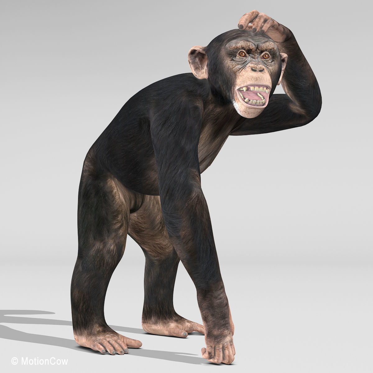 Chimpanzee 3D model_3