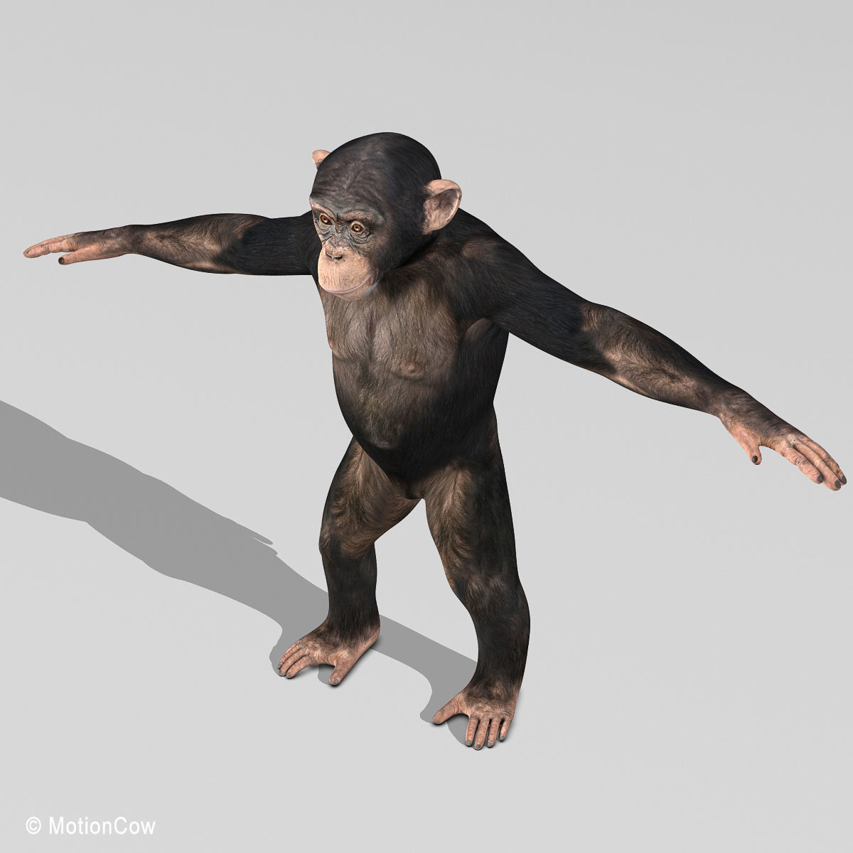 Chimpanzee 3D model_19