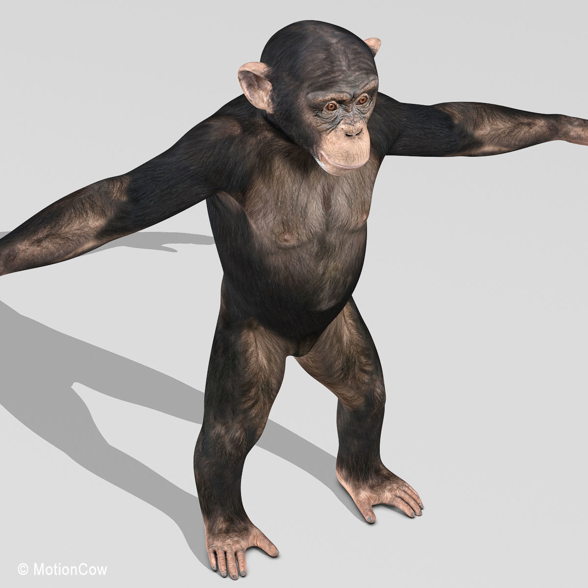 Chimpanzee 3D model_20