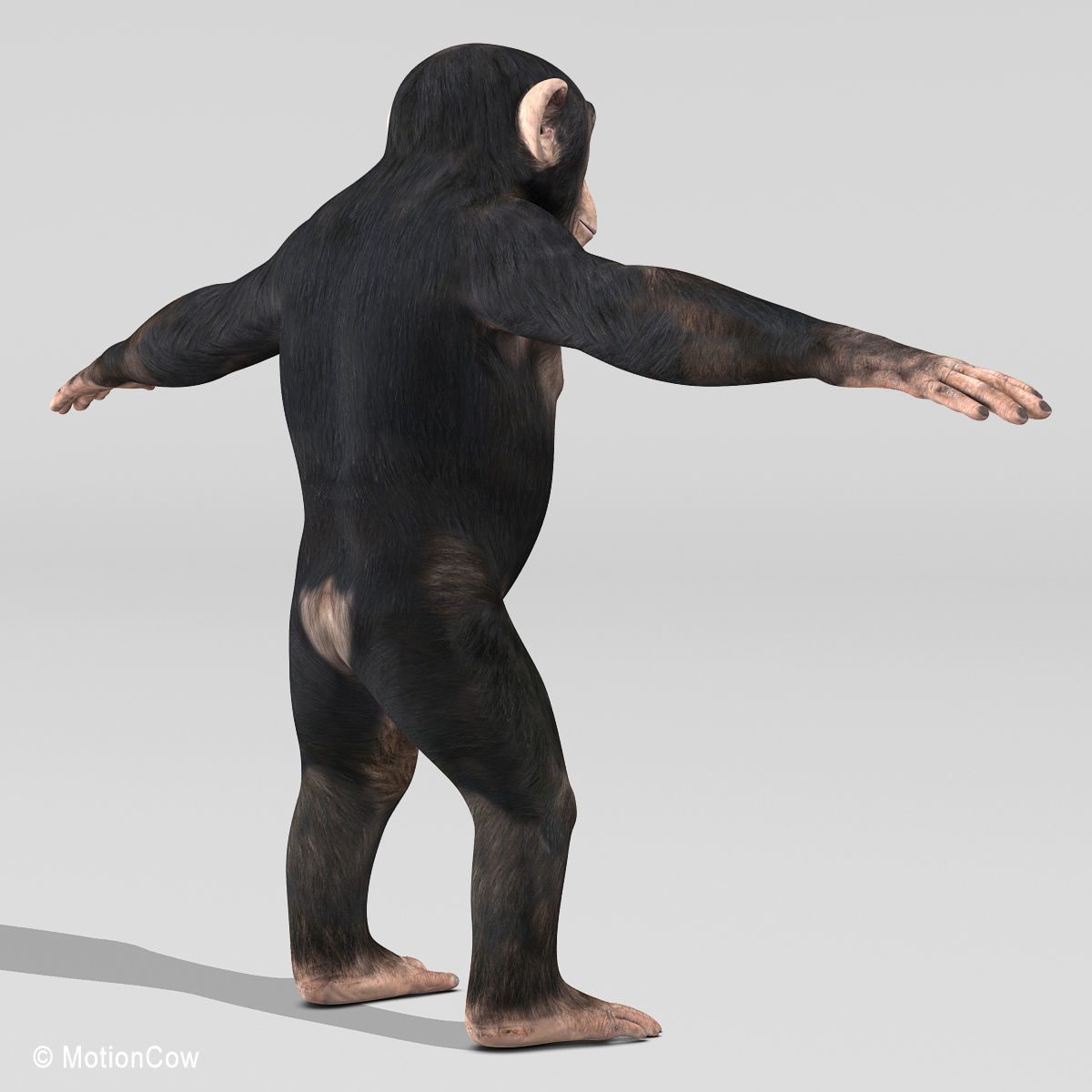Chimpanzee 3D model_15