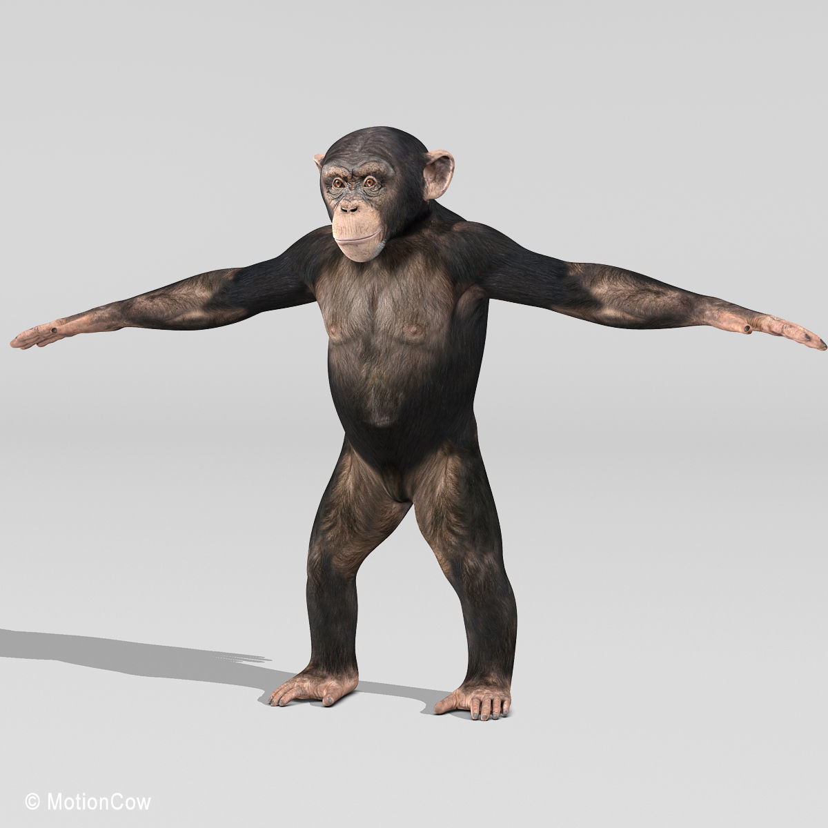 Chimpanzee 3D model_16