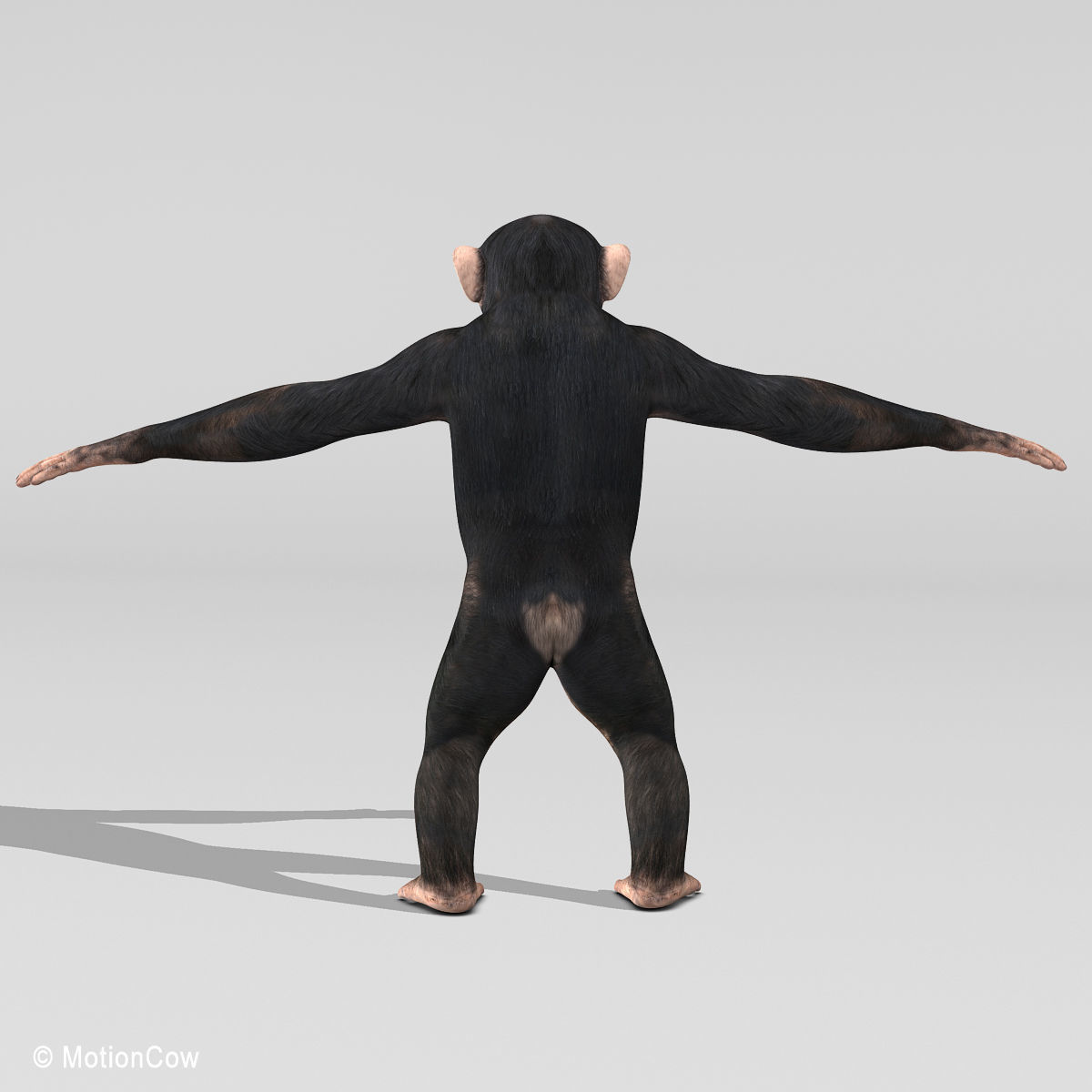 Chimpanzee 3D model_18
