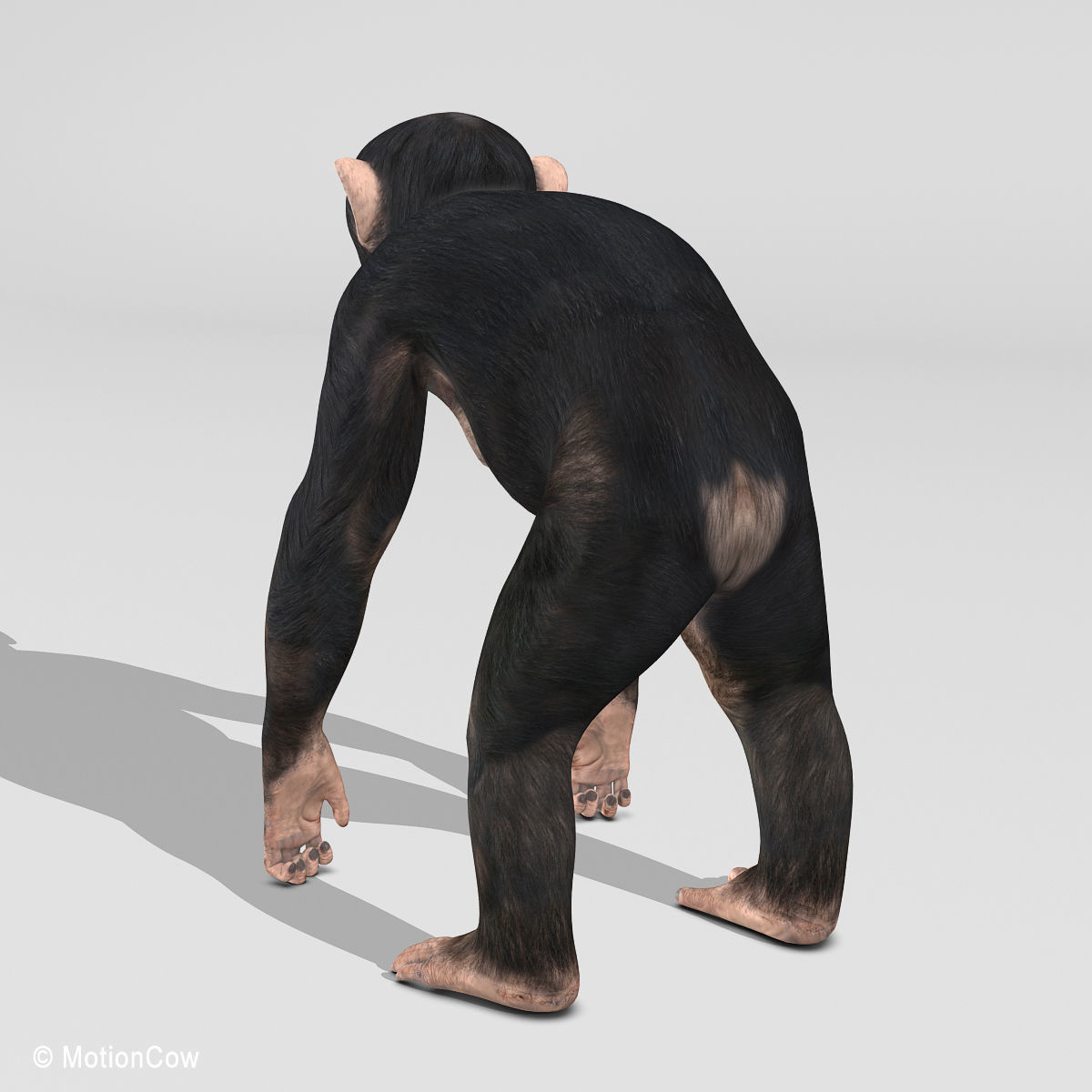 Chimpanzee 3D model_8