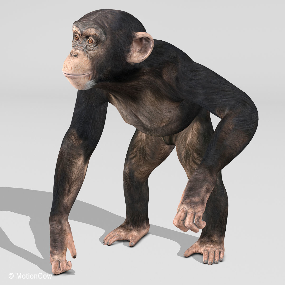 Chimpanzee 3D model_21