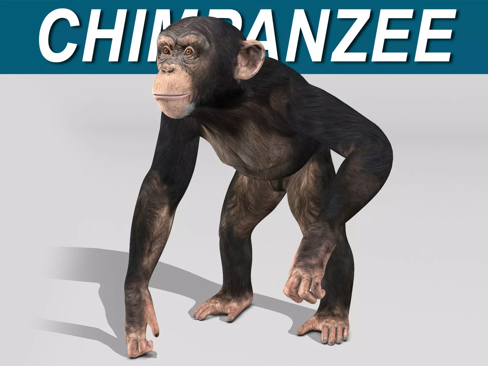 Chimpanzee 3D model_0