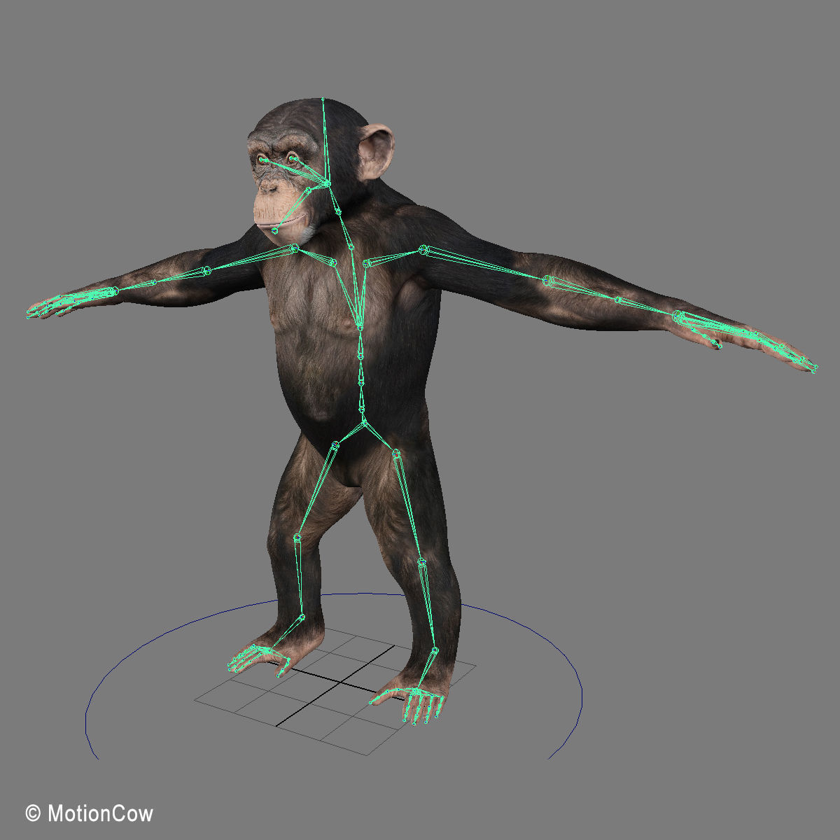 Chimpanzee 3D model_24