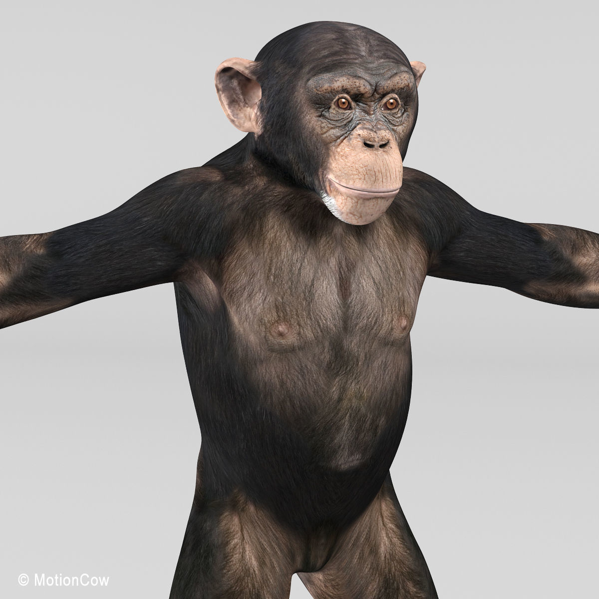 Chimpanzee 3D model_11