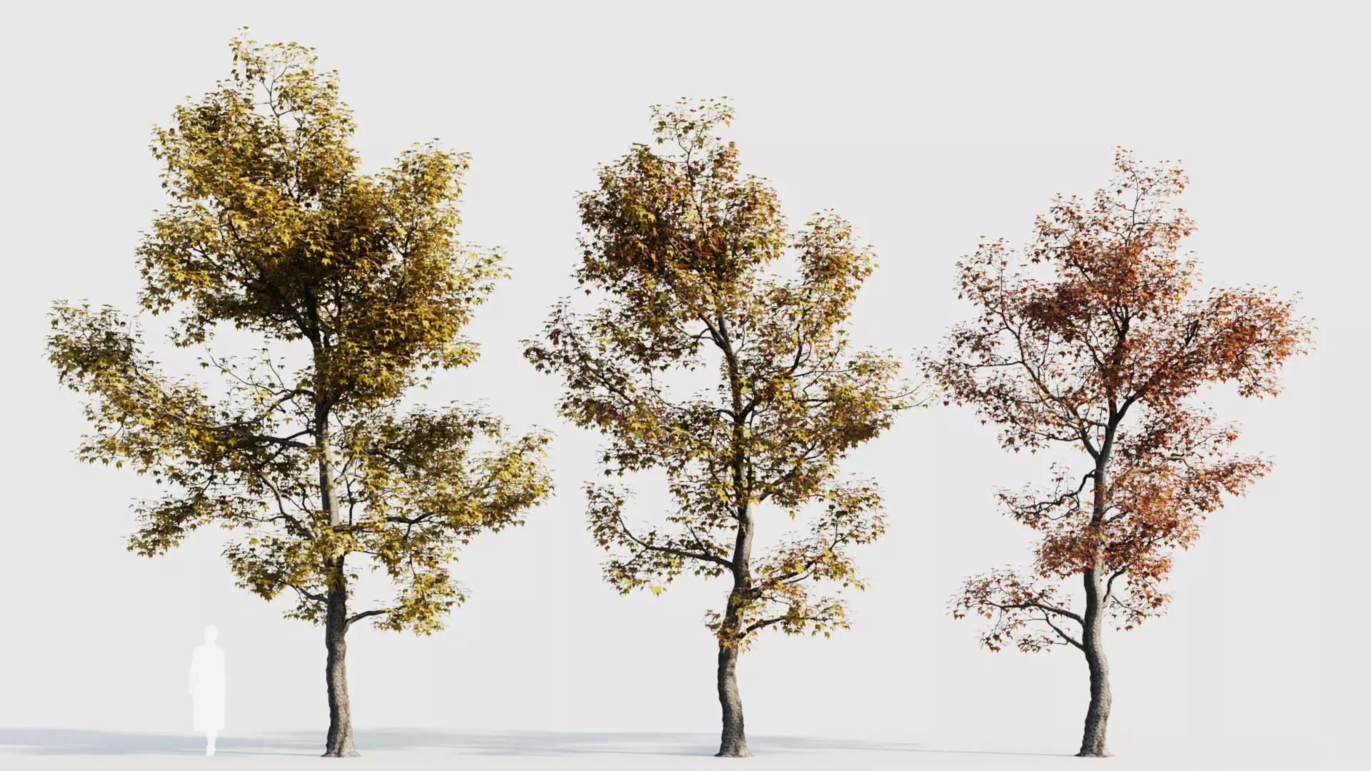 Acer buergerianum a 3D model