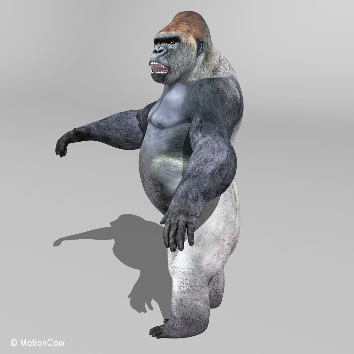 Gorilla 3D model_9