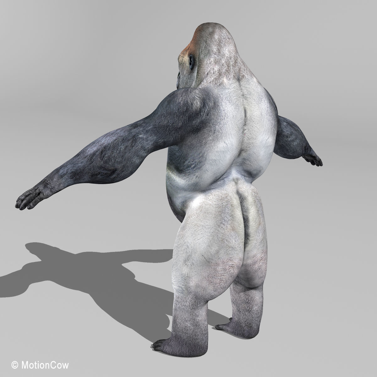 Gorilla 3D model_14