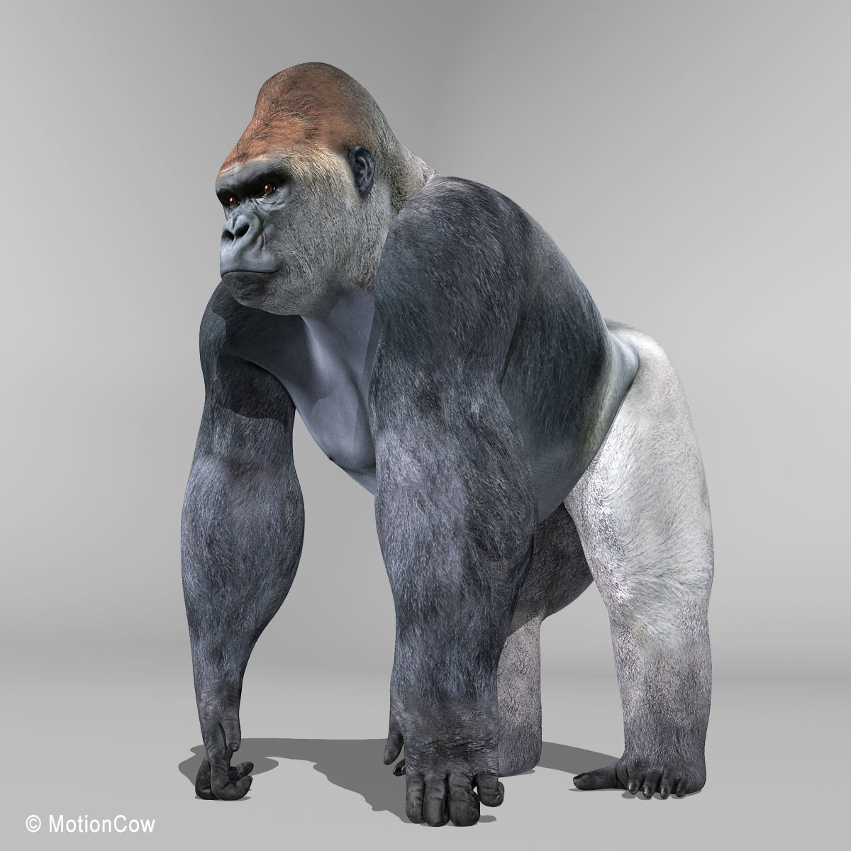 Gorilla 3D model_5