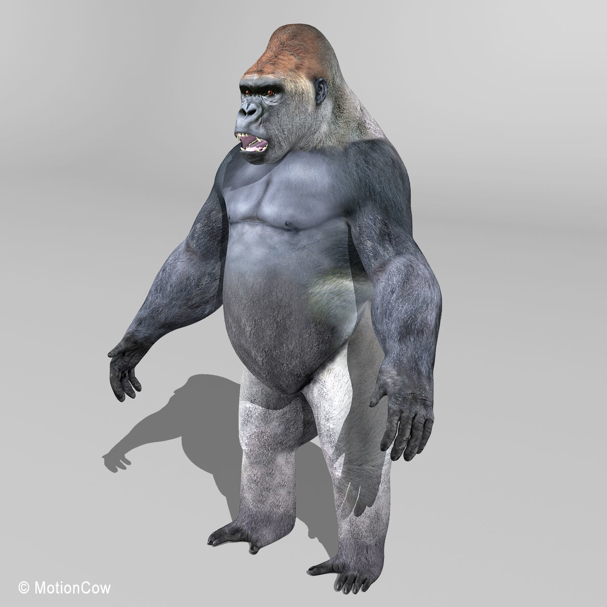 Gorilla 3D model_7