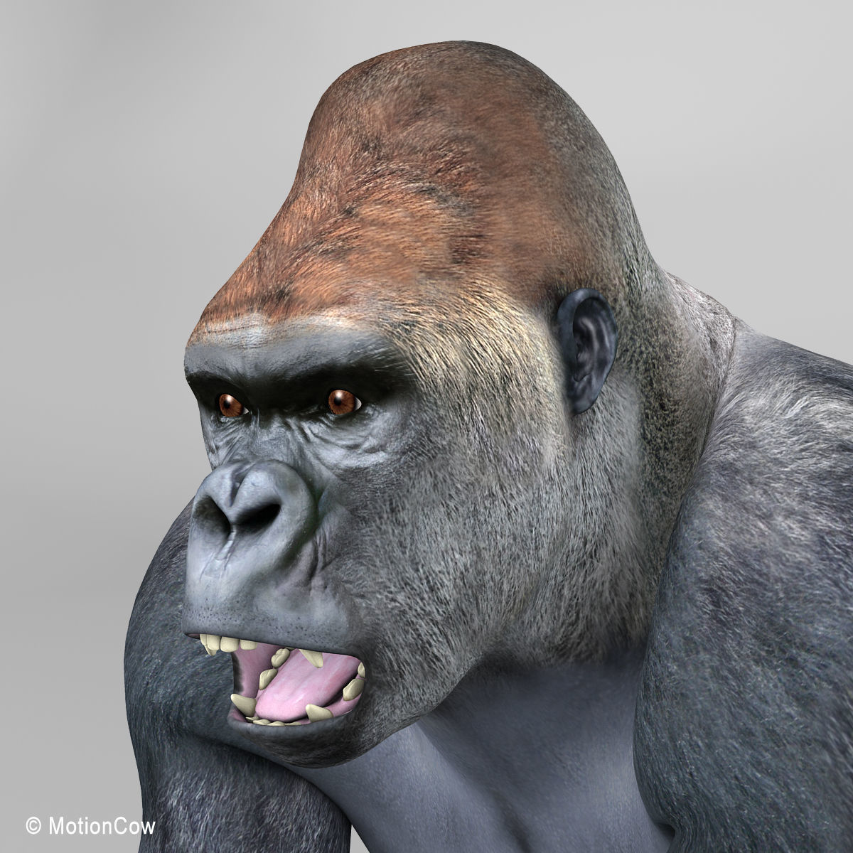 Gorilla 3D model_11