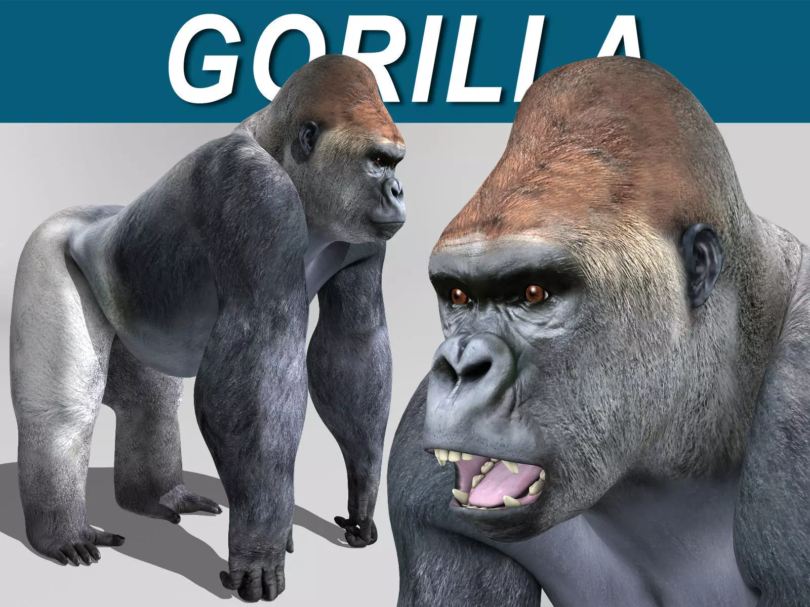Gorilla 3D model_0