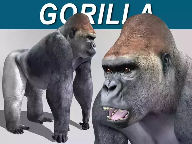 Gorilla 3D model
