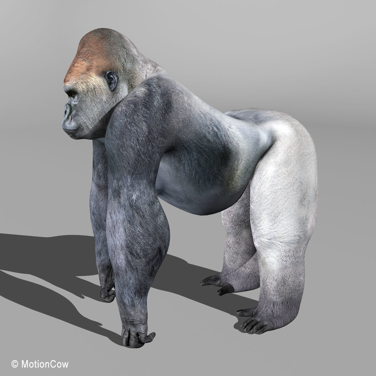 Gorilla 3D model_3