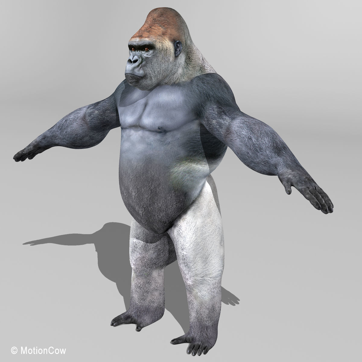 Gorilla 3D model_12