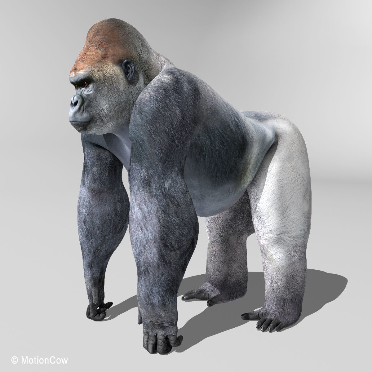 Gorilla 3D model_2