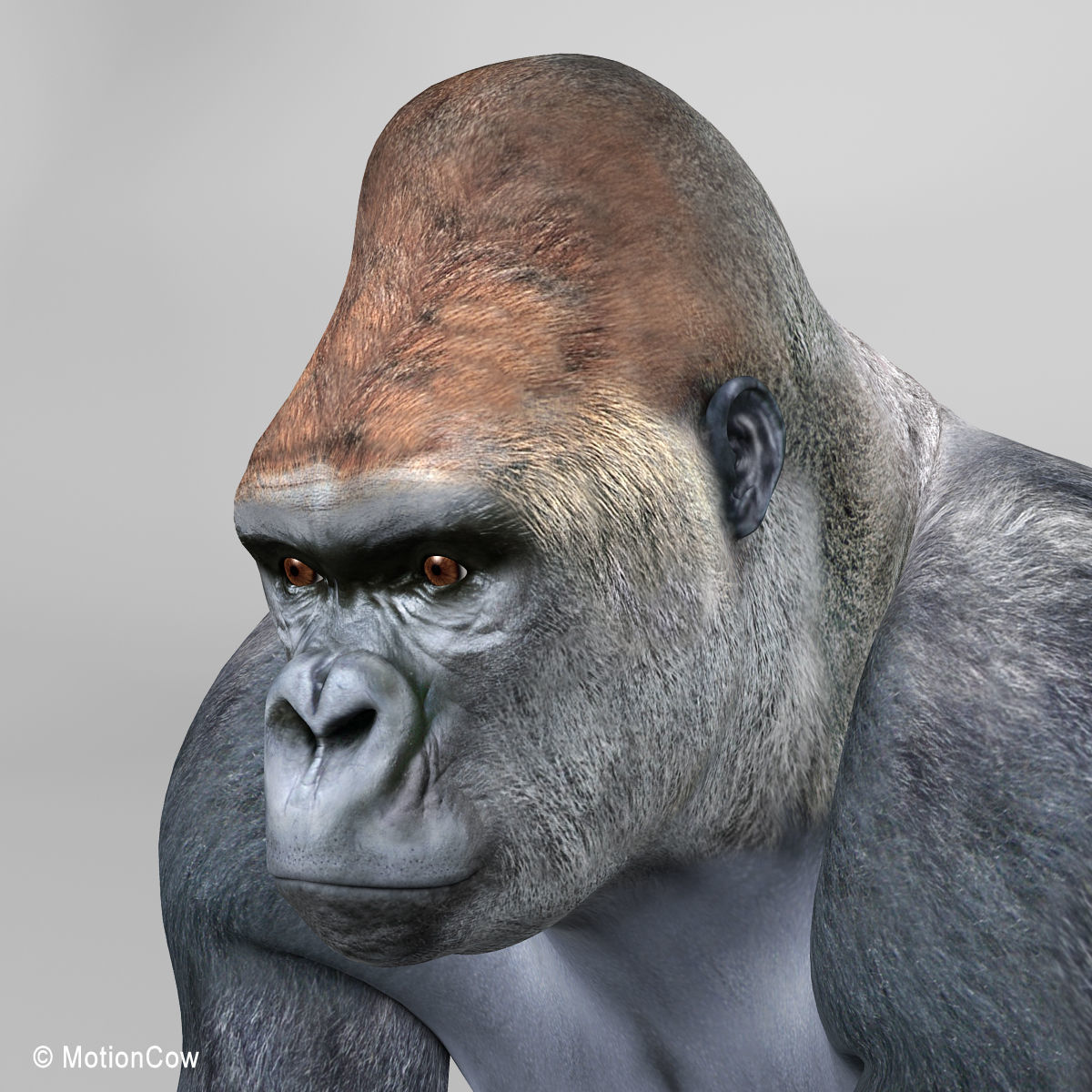 Gorilla 3D model_10