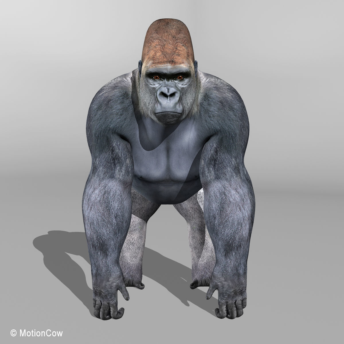 Gorilla 3D model_6