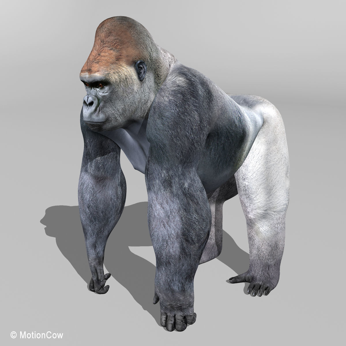 Gorilla 3D model_15