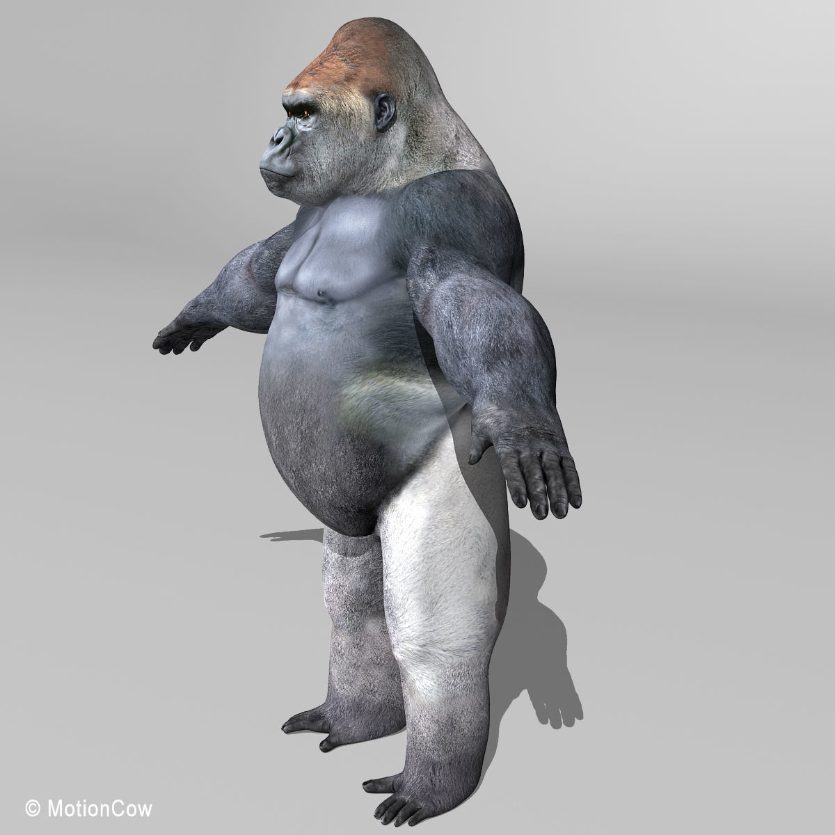 Gorilla 3D model_13