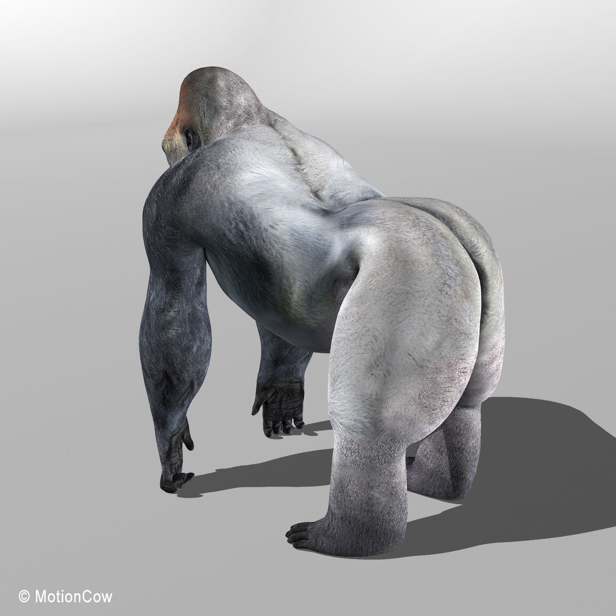 Gorilla 3D model_4
