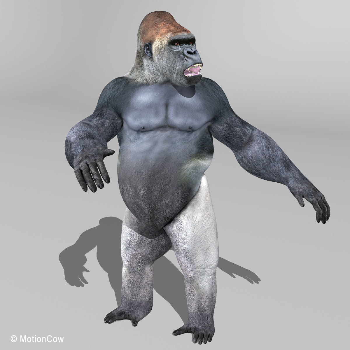 Gorilla 3D model_8
