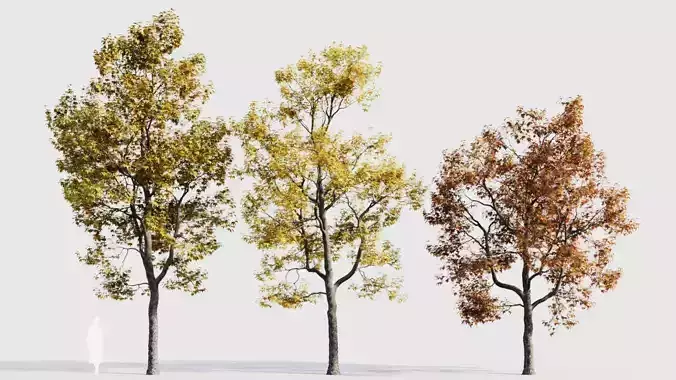 Acer buergerianum b 3D model
