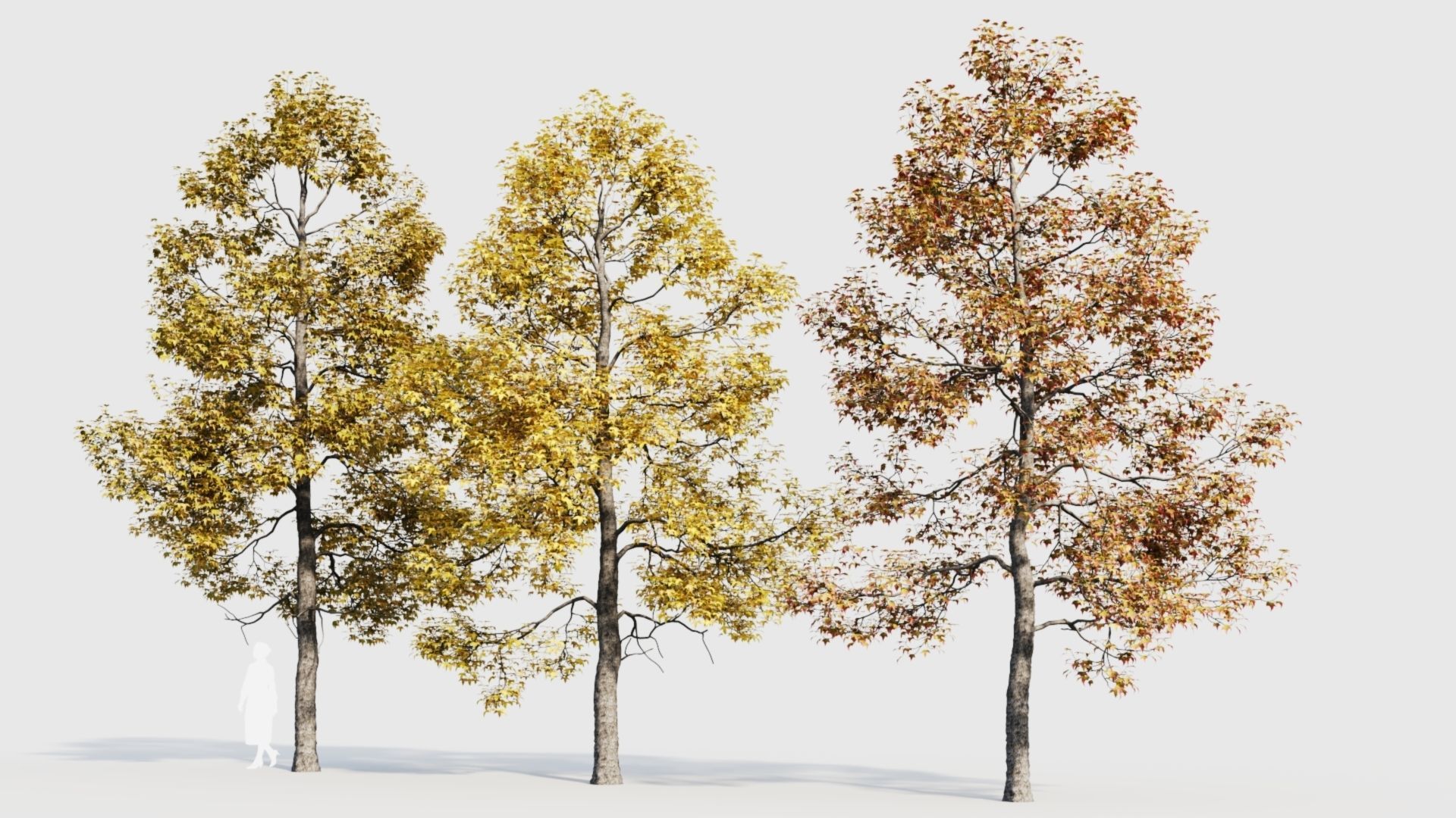 Acer buergerianum c 3D model_4