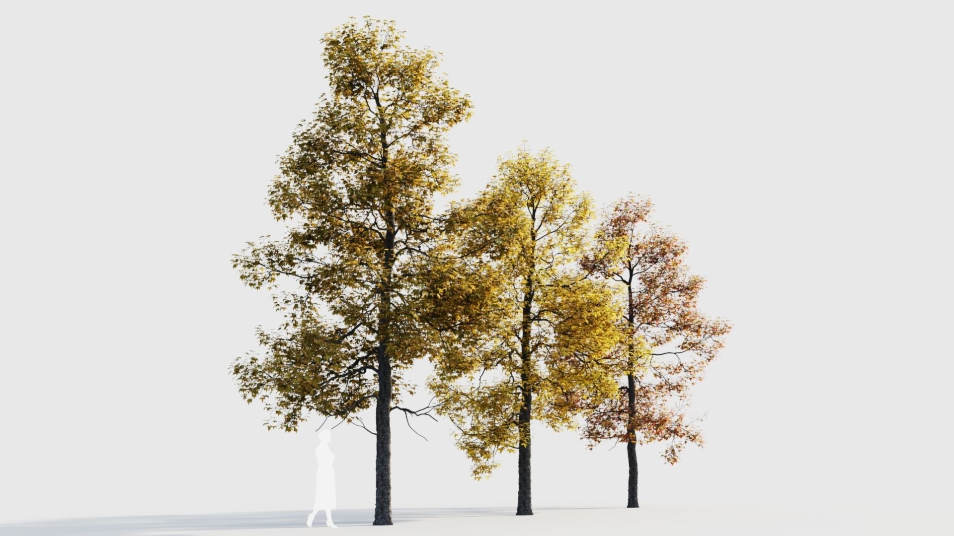 Acer buergerianum c 3D model_6