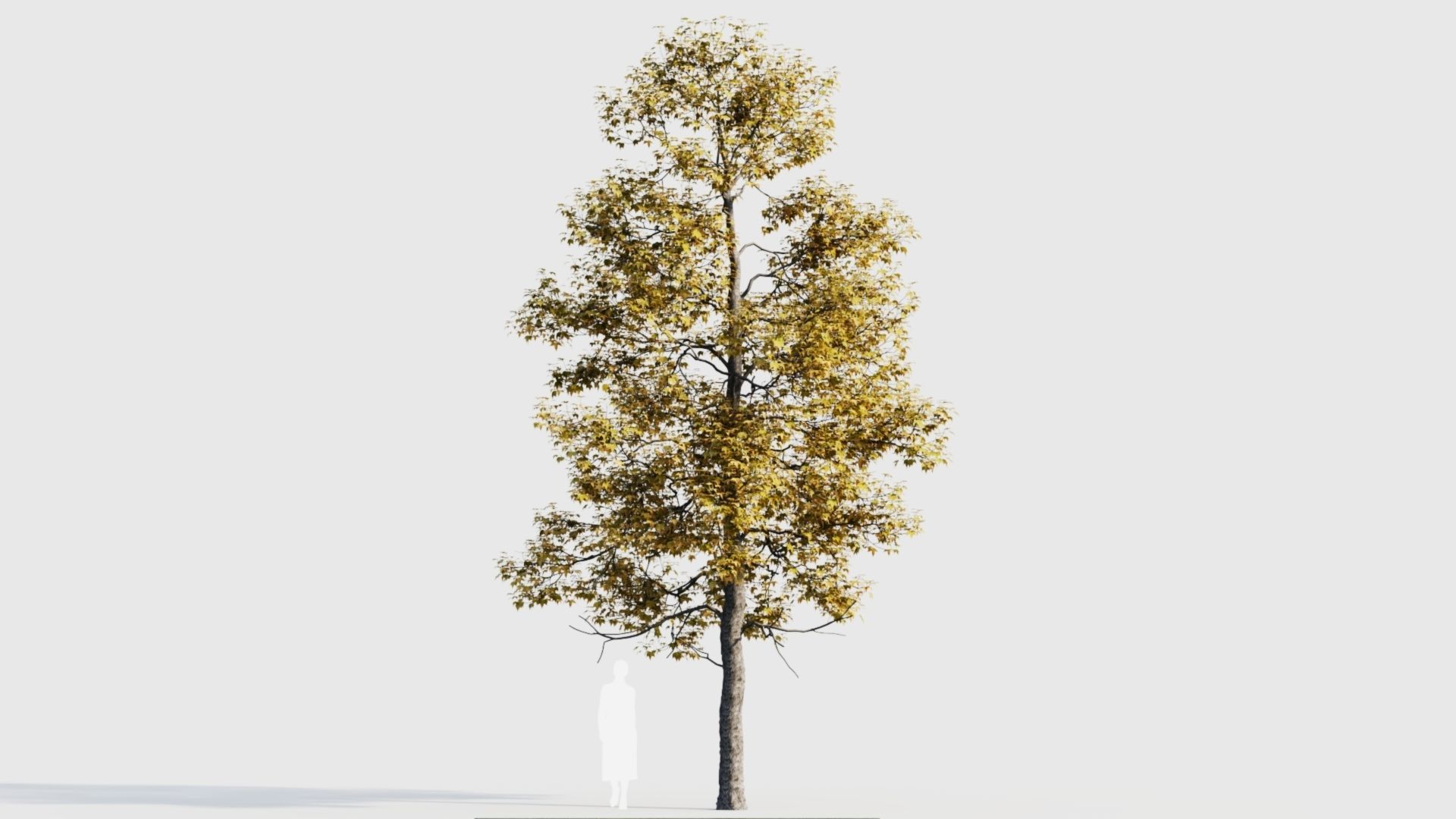 Acer buergerianum c 3D model_8